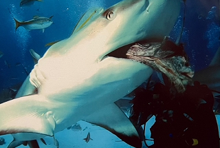 Dr. Pedraza swimming with sharks